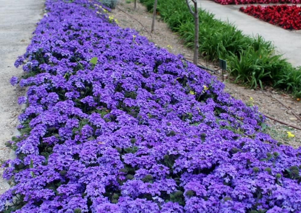 Floración en el Jardín de La Concepción.