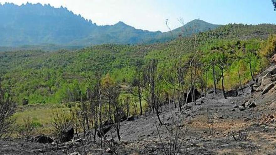Zona on es va poder aturar l&#039;incendi, que va cremar 1.290 hectàrees