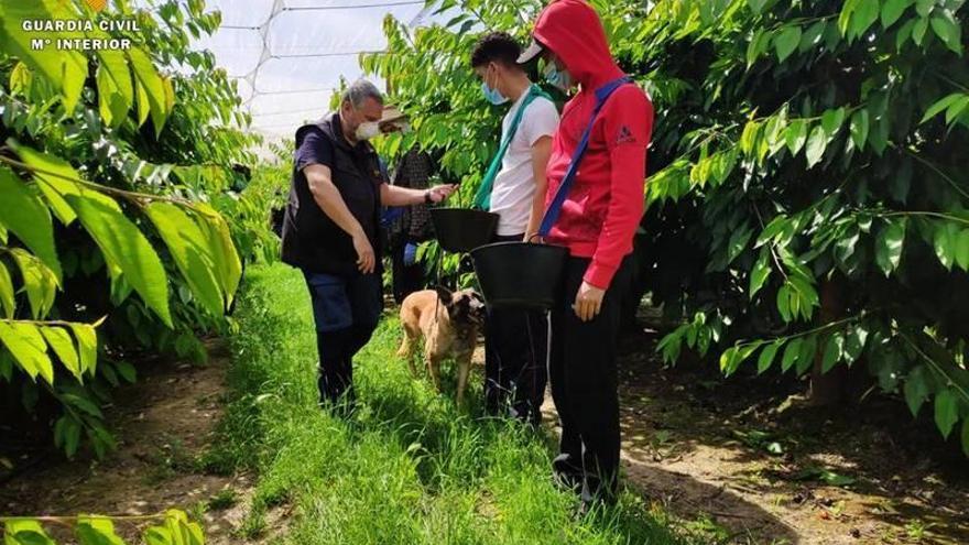 La Guardia Civil comprueba con Inspección de Trabajo el cumplimiento de los ERTE en empresas agrícolas