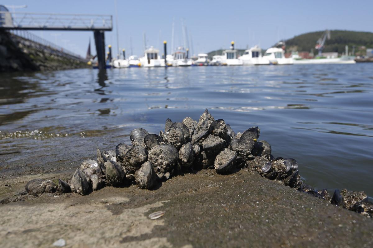 Una colonia de mejillones junto al puerto deportivo de la ría de Avilés.