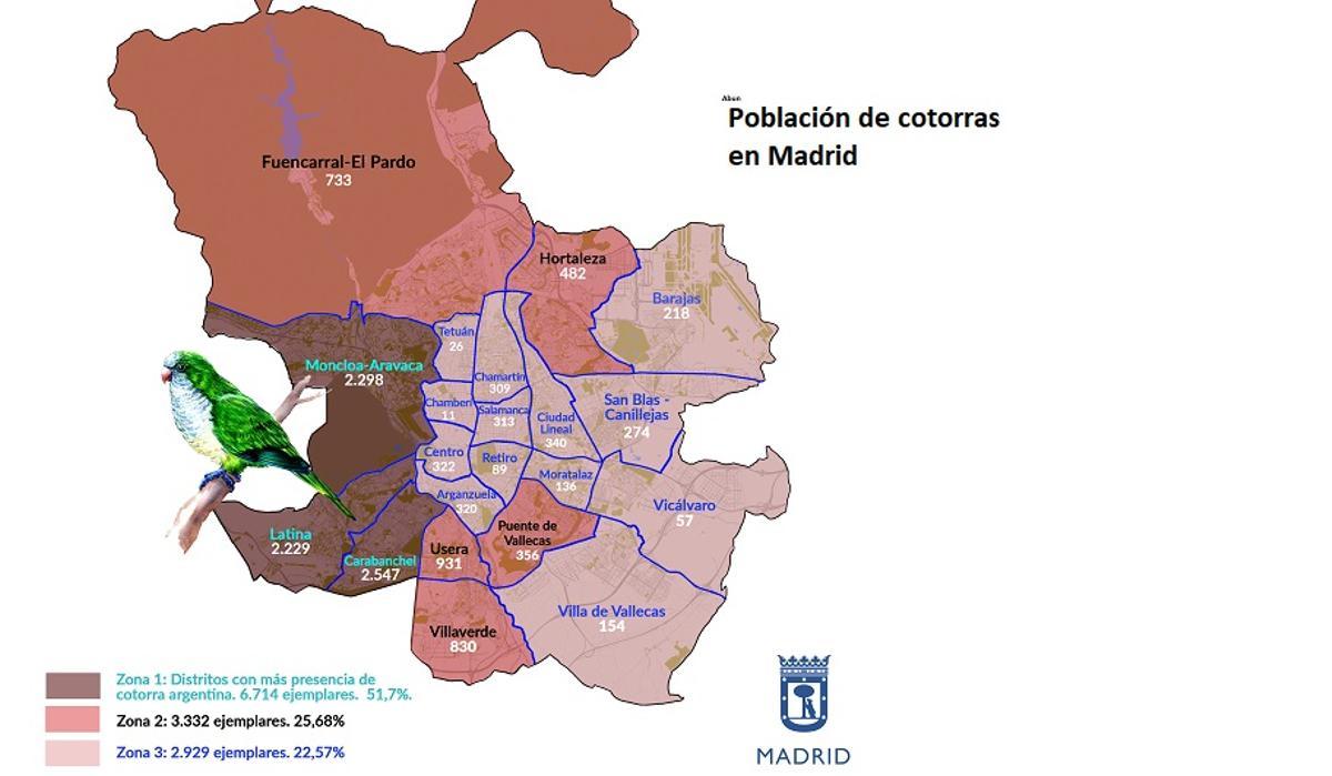 Madrid sacrificará casi 13.000 cotorras invasoras en dos años