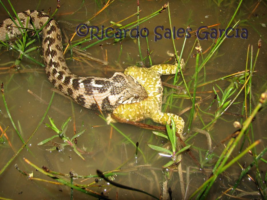 Culebra viperina deglutiendo sapo corredor.