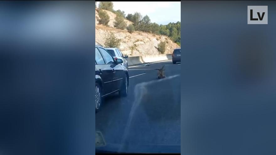 Un conductor atropella una cabra montesa en el puerto de Càrcer