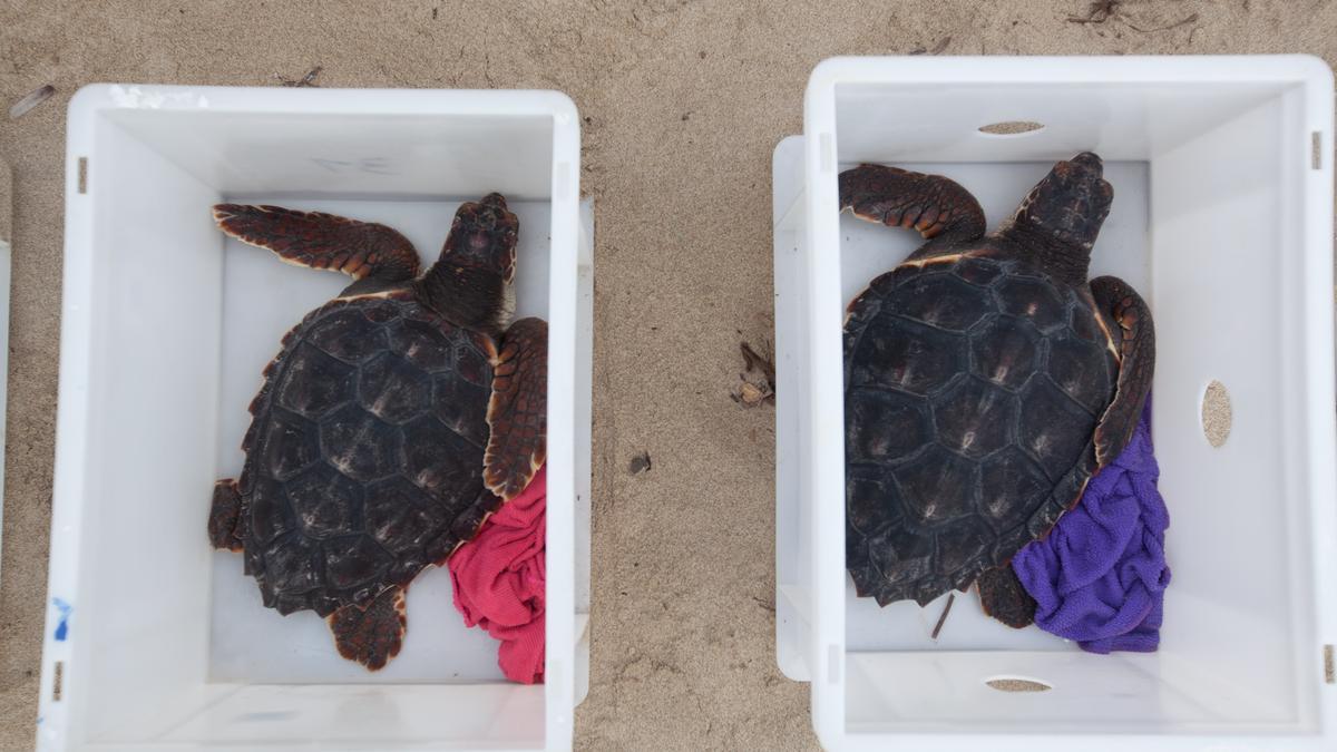 Liberación de tortugas en es Cavallet.