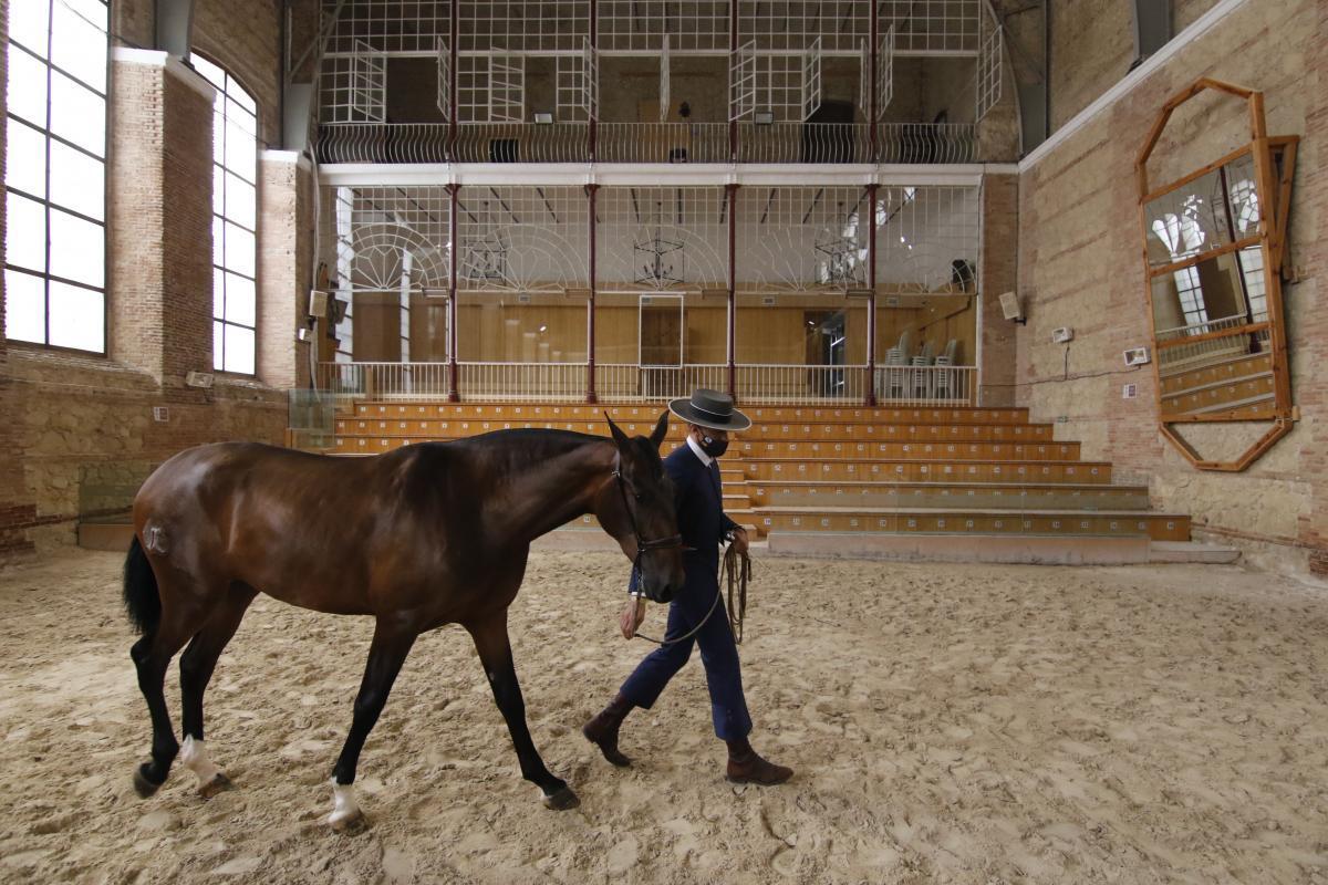 Primer día de Cabalcor y del concurso morfológico