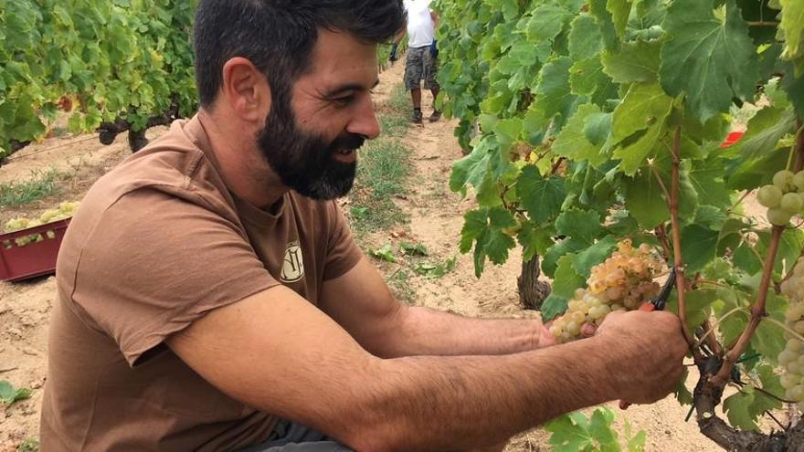 La DO Empordà inicia la verema amb un raïm excel·lent