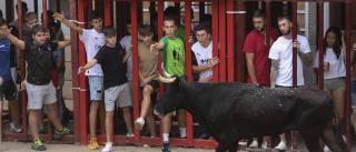 La Generalitat ya busca una plataforma de seguros para los 'bous al carrer'