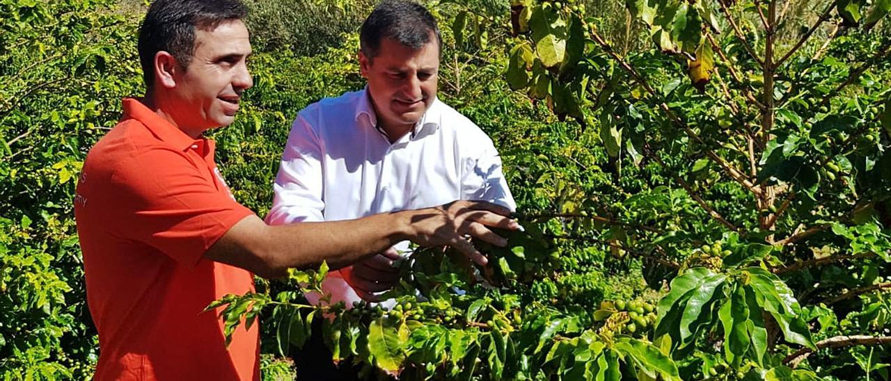 Josep Roca -derecha- en una finca de café en el Valle de Agaete