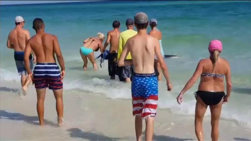 Avistan siete tiburones a orillas de una playa de Florida