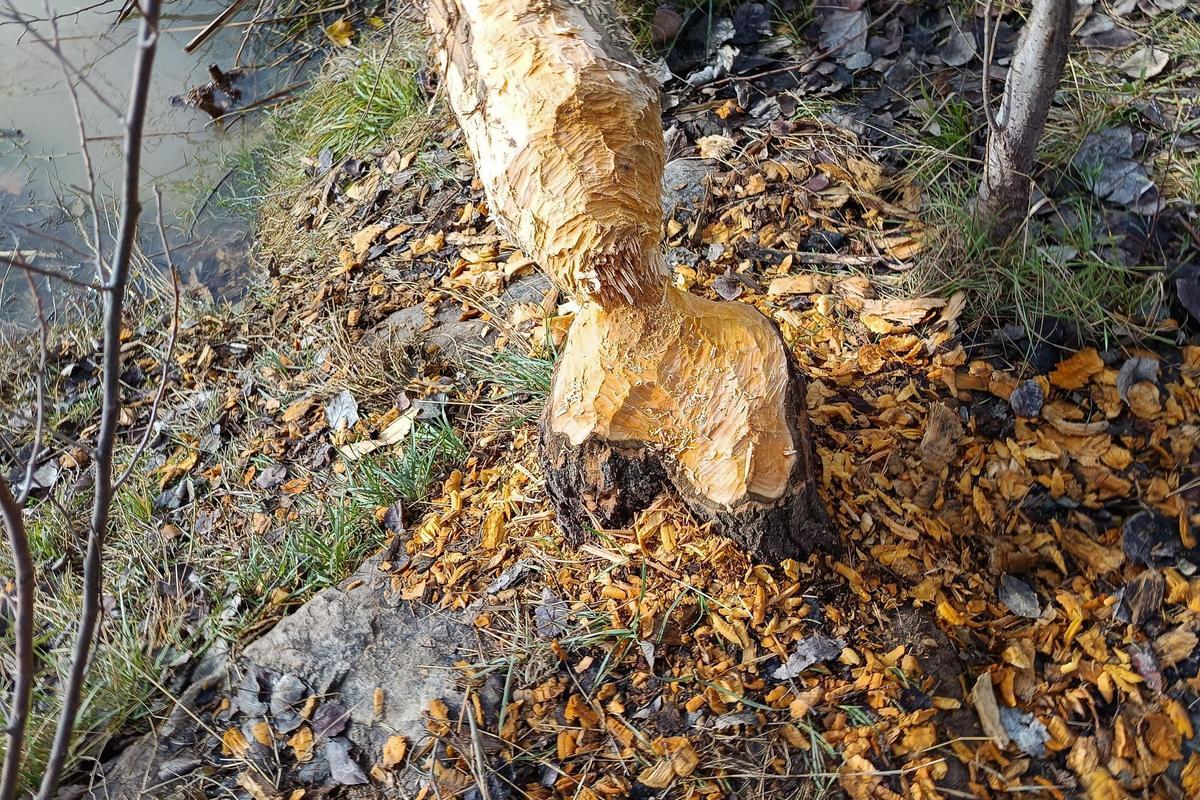 Un árbol tallado de forma cónica entre el puente de Piedra y el de Hierro, esta semana en Zaragoza.