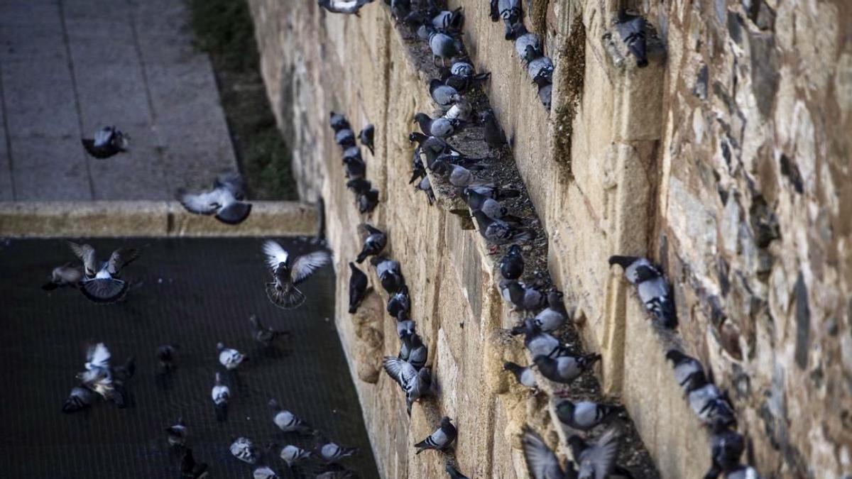 Palomas en el Foro de los Balbos.