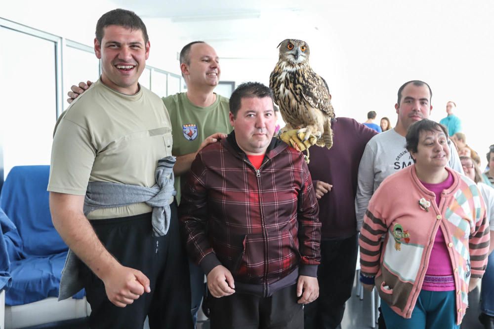 Aves rapaces forman parte de un programa educativo