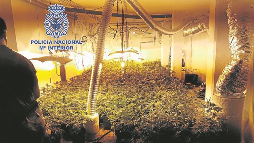 Hallan en les Alqueries 357 plantas de marihuana en un cultivo ‘indoor’