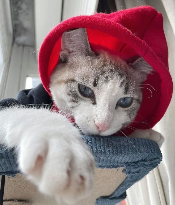 Winter, de gata callejera a influencer