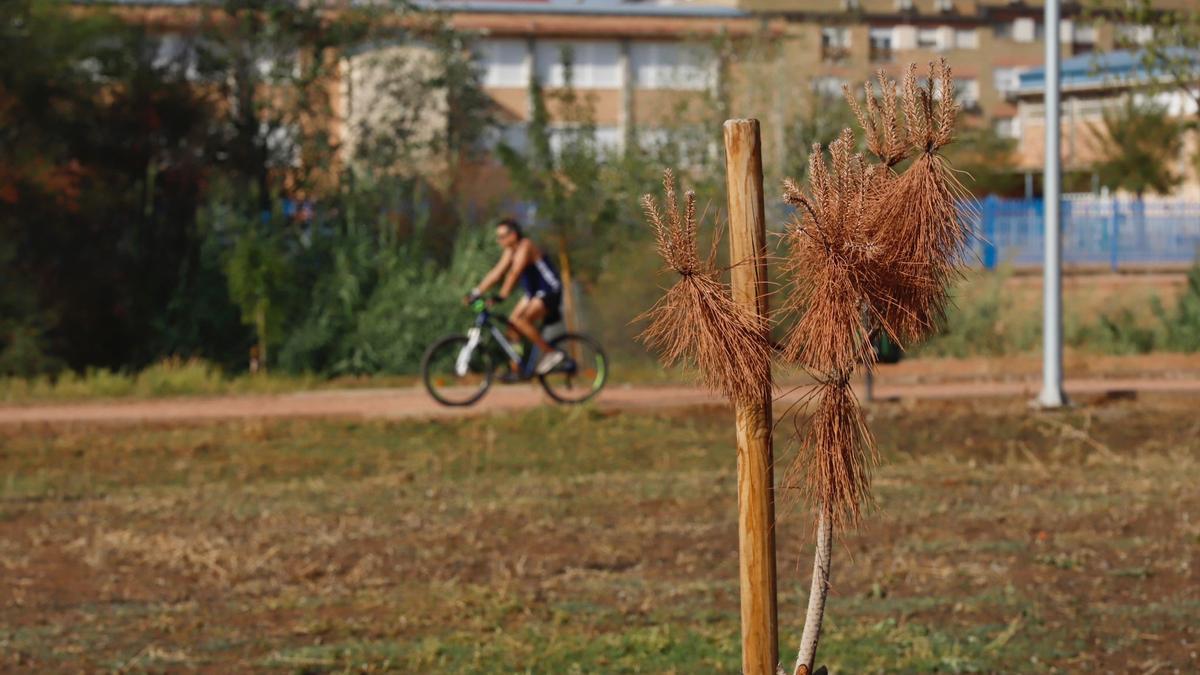 El Ayuntamiento tendrá que replantar algunos árboles del parque de Levante que se han secado.