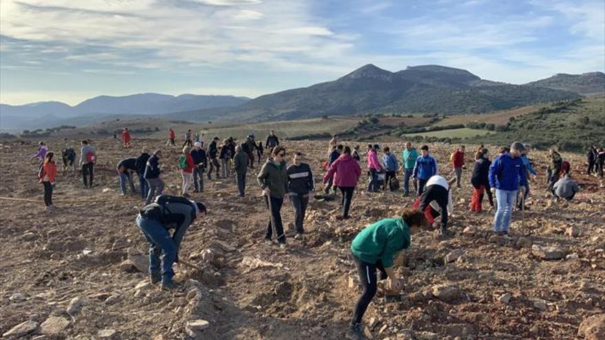 Jornada de plantación