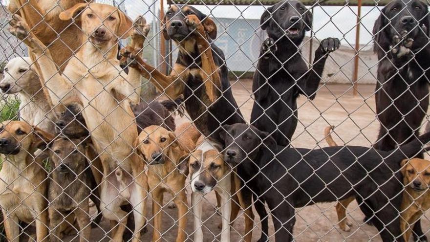 ¿Conoce las granjas de perros?