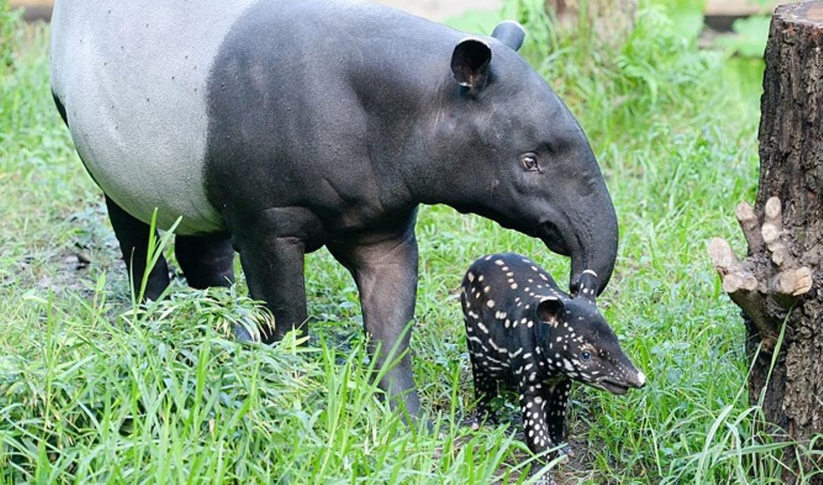 Madre tapir con su cría