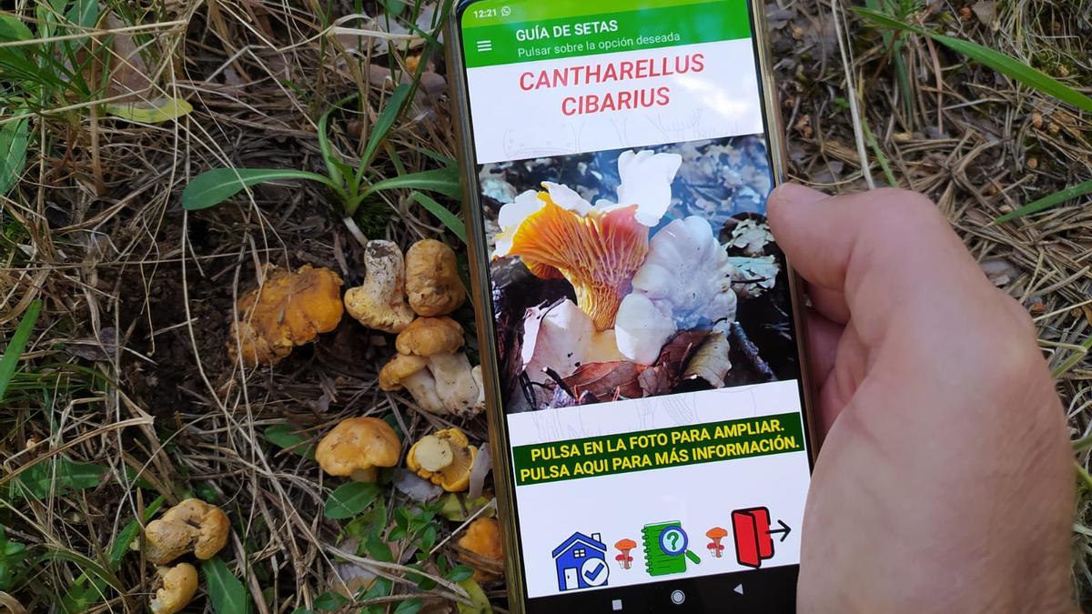 Una de les aplicacions més utilitzades per a la identificació de boletus.