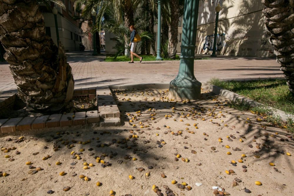 Suciedad en las calles de Elche por los dátiles