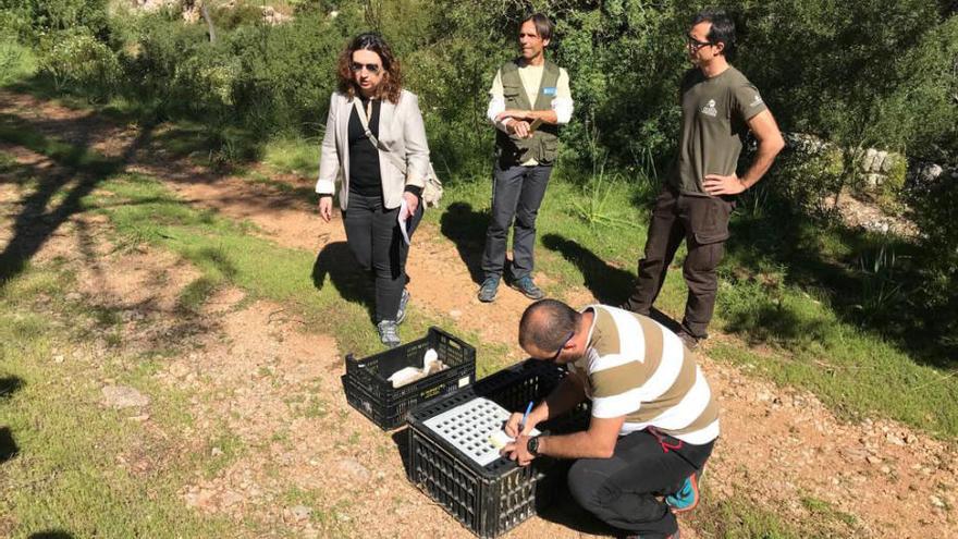 Liberan más de un centenar de tortugas en la finca de Galatzó