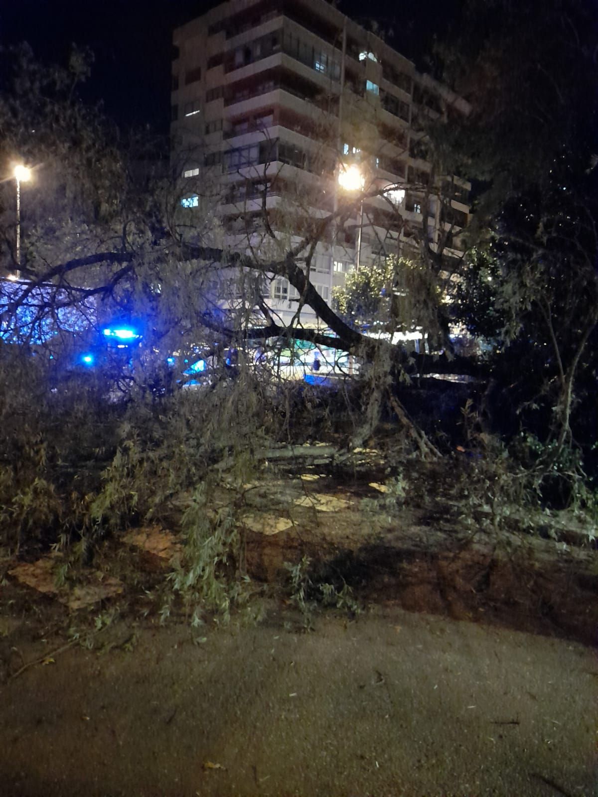 Así quedó el muro de Castrelos tras caer un sauce de nueve metros