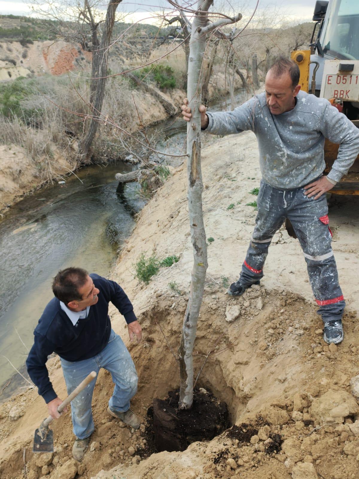 Medio centenar de ejemplares se han plantado esta semana en las acequias de Elche
