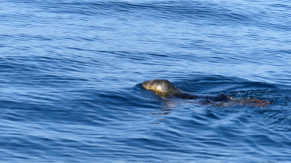 La foca, de nuevo en el mar.