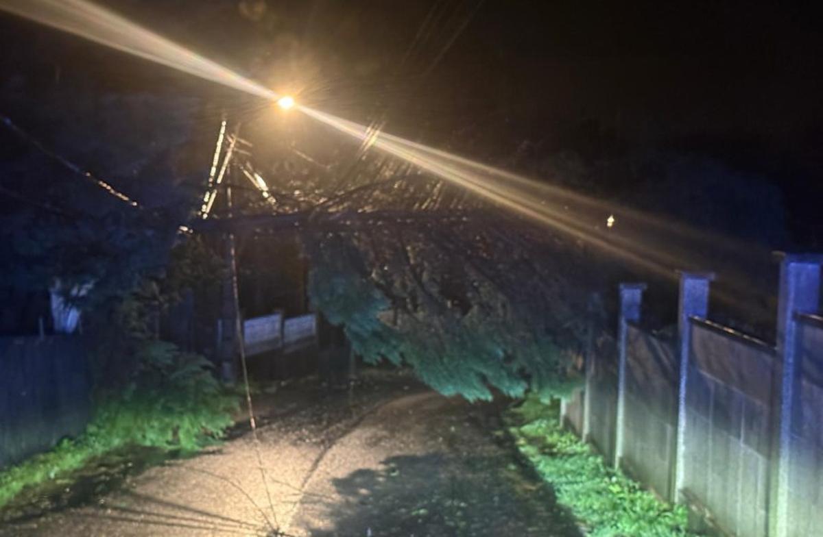 Árbol caído en Liméns. |  FdV