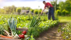 Un mejor tratamiento del suelo favorece a la agricultura ecológica.