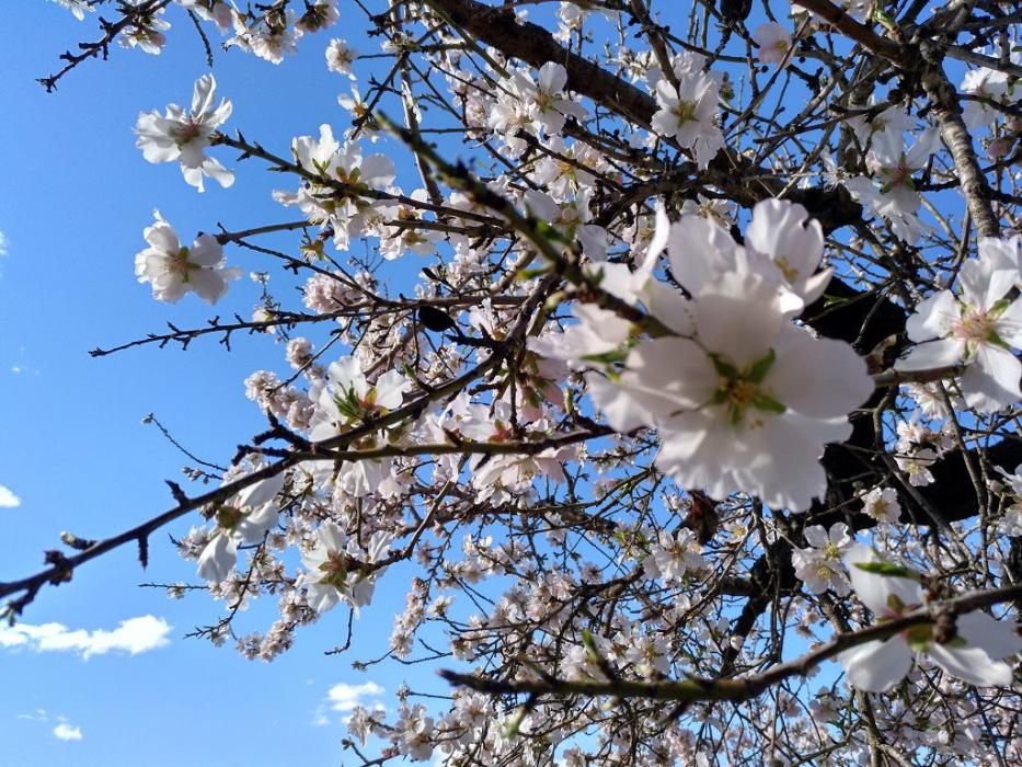 Y llegó la Floración, un manto de colores