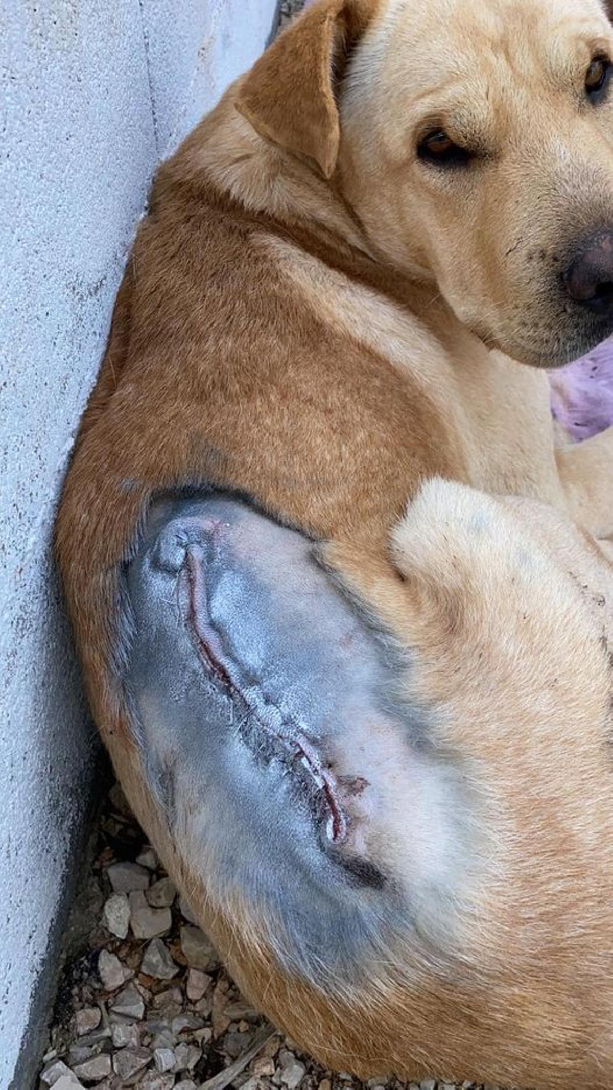 Rambo, el perro herido que se ha escapado en Molina de Segura.