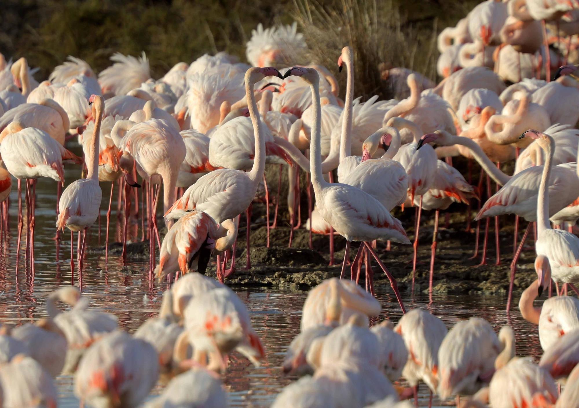 Los flamencos vuelven a L´Albufera para criar