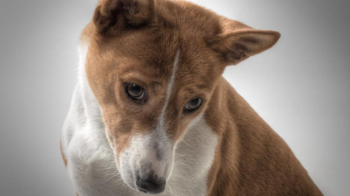 Un perro de raza basenji