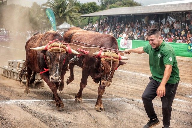 Feria de ganado y procesión por las Fiestas de San Benito en La Laguna, julio 2022