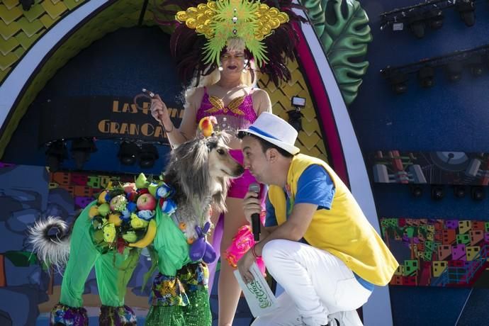 24.02.19. Las Palmas de Gran Canaria. Carnaval 2019. Concurso Carnaval Canino 2019. Monica Svenson, presenta a Zafiro, con la fantasía "Tuttifrutti". Foto Quique Curbelo