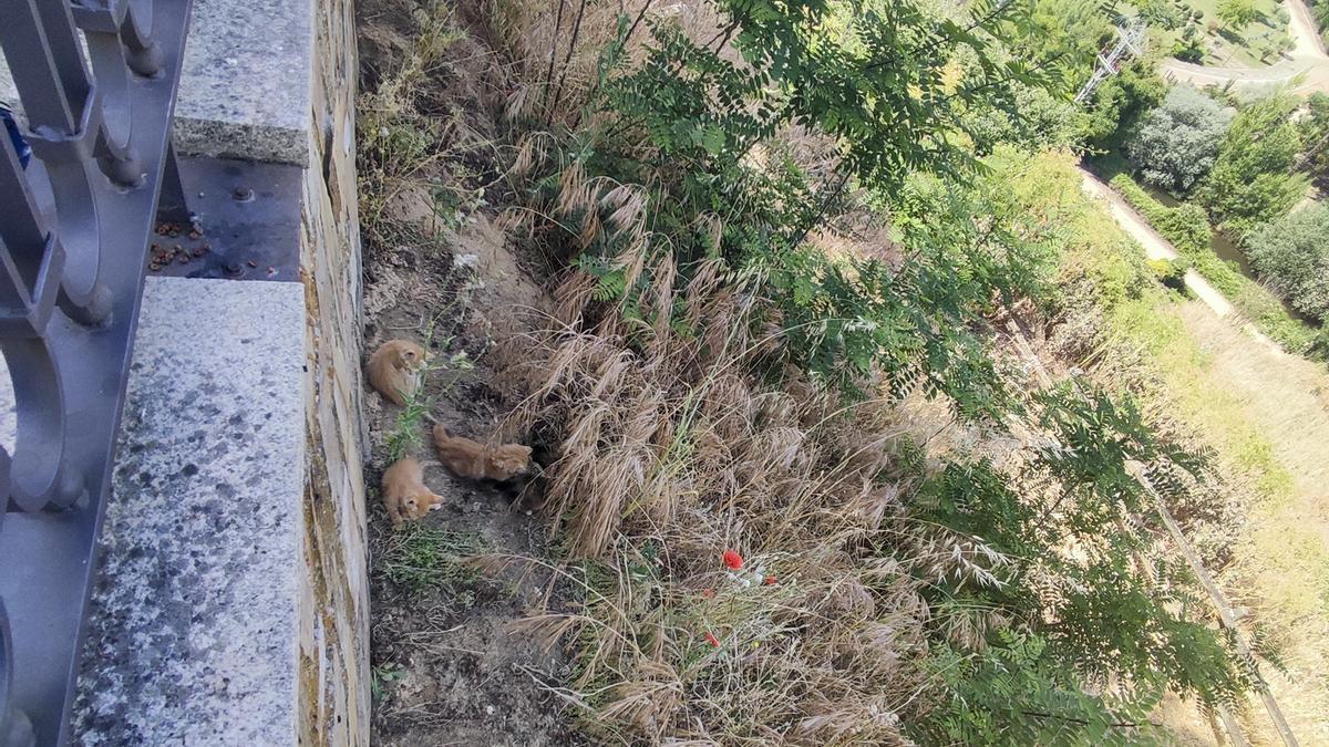 Crías de gatos en los cuestos de la Mota.