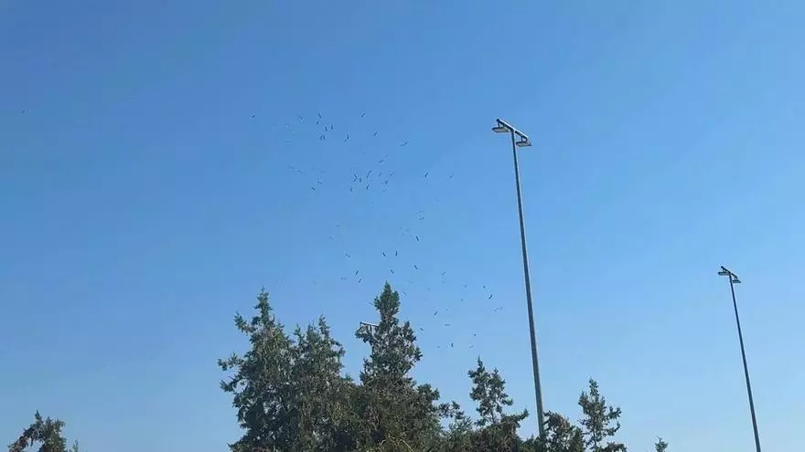 Les agrupacions de cigonyes que han vingut a Manresa