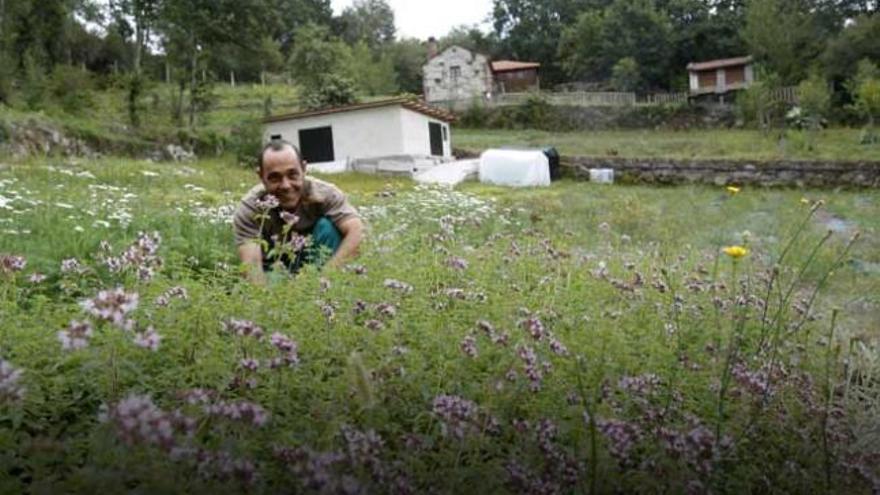 En la imagen superior, José Vilas en su plantación de Casteláns, en Covelo.