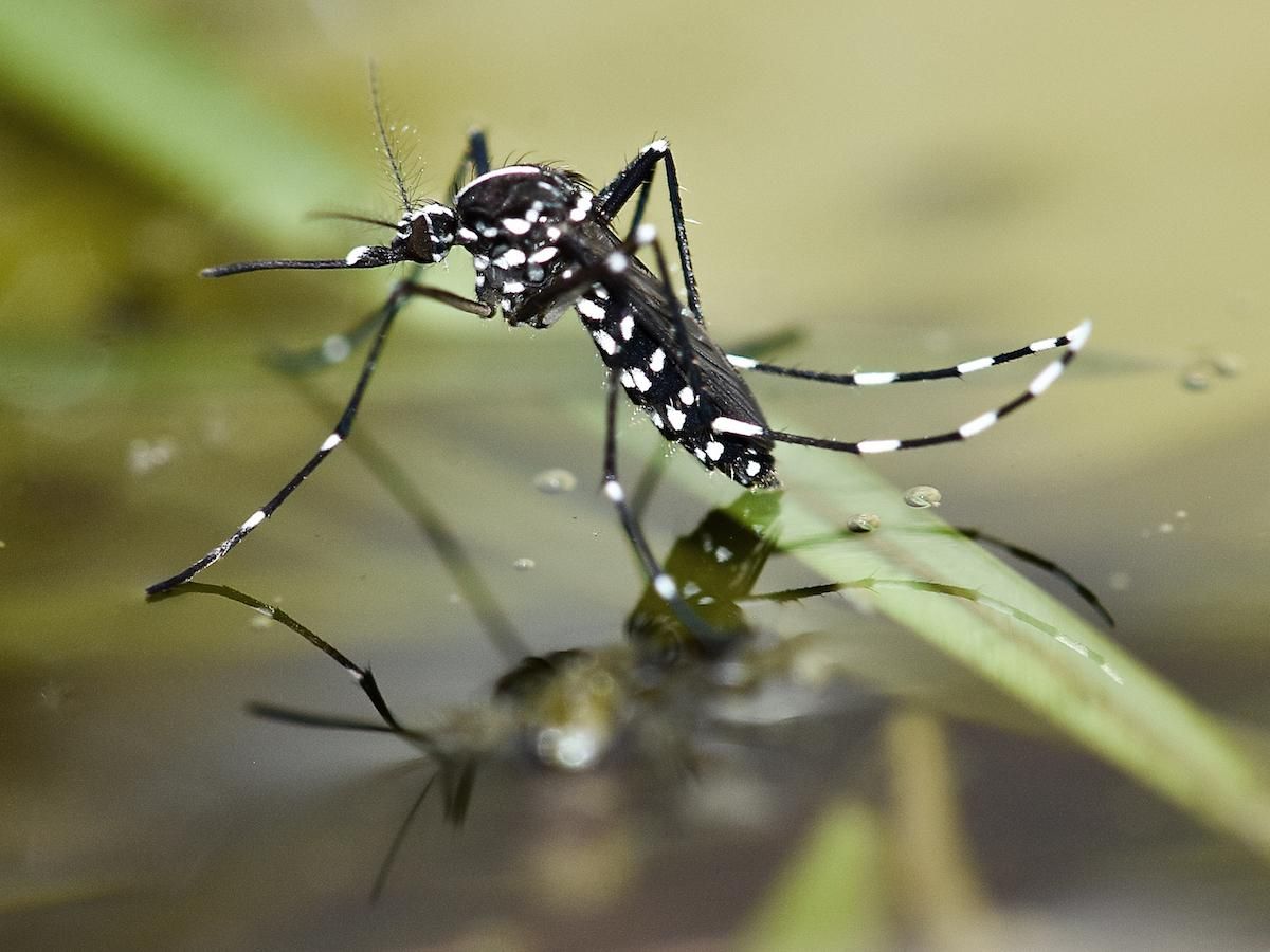Mosquito tigre, que aprovecha el agua de los recipientes domésticos