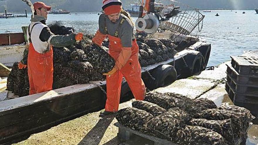 Dos trabajadores descargan mejillón en un puerto gallego.