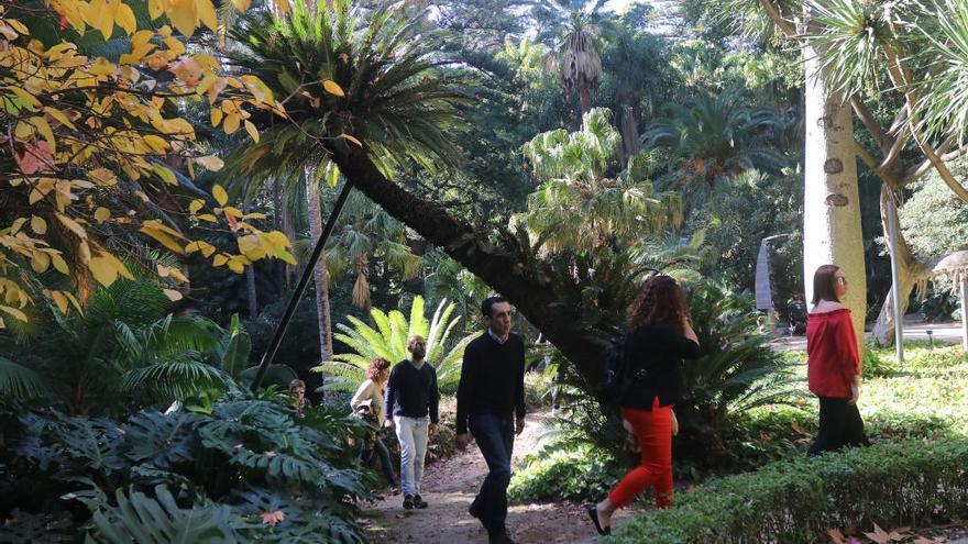 Instantánea del Jardín Histórico-Botánico de La Concepción.