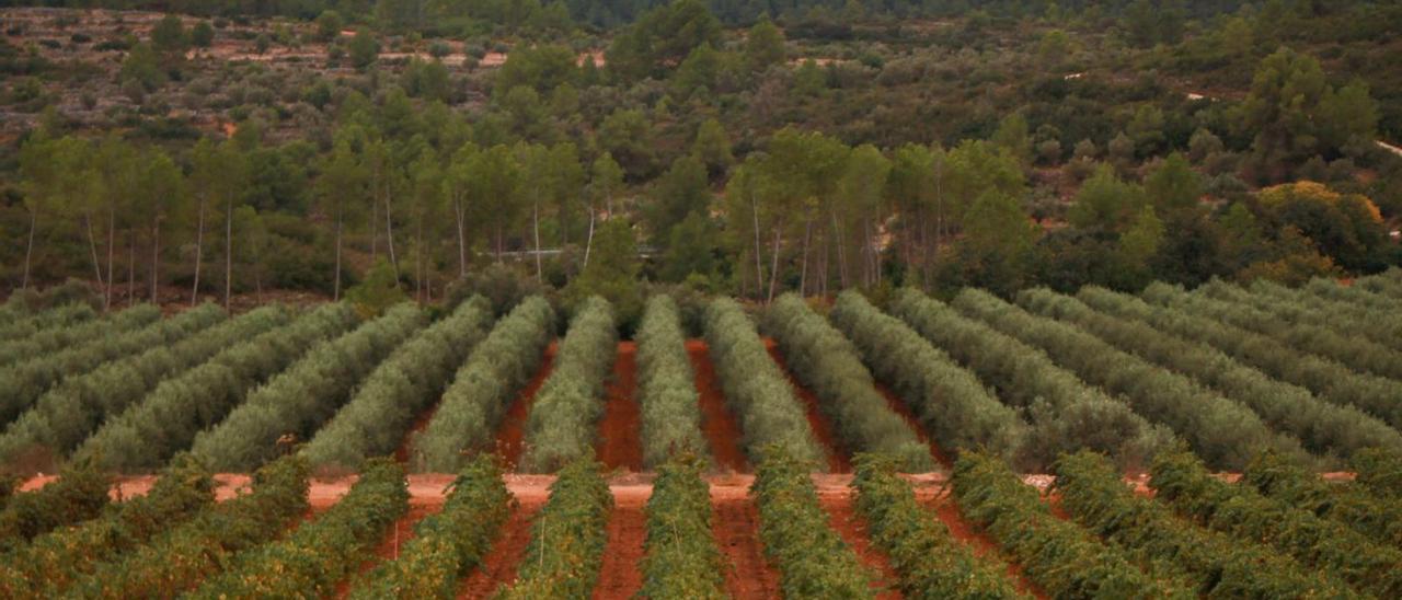 Campos de olivos en la vertiente agroforestal de Enguera.  | LEVANTE-EMV