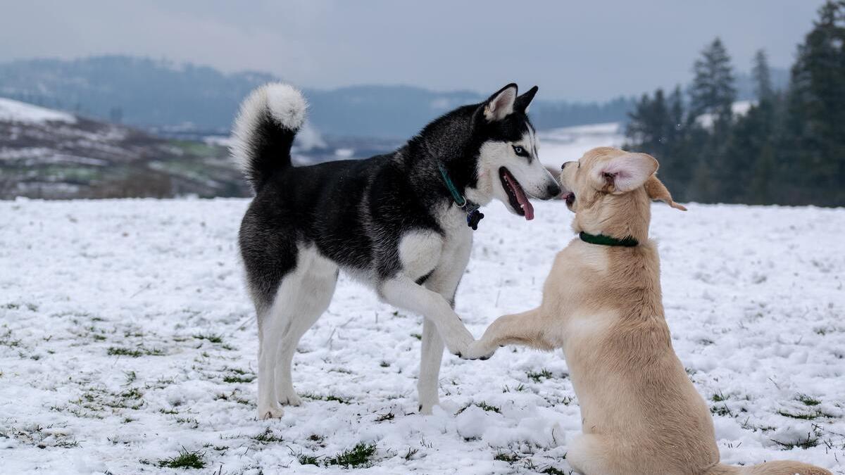 Correas de adiestramiento para perros: la mejor opción para educarles en casa