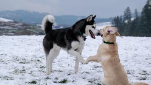 Correas de adiestramiento para perros: la mejor opción para educarles en casa