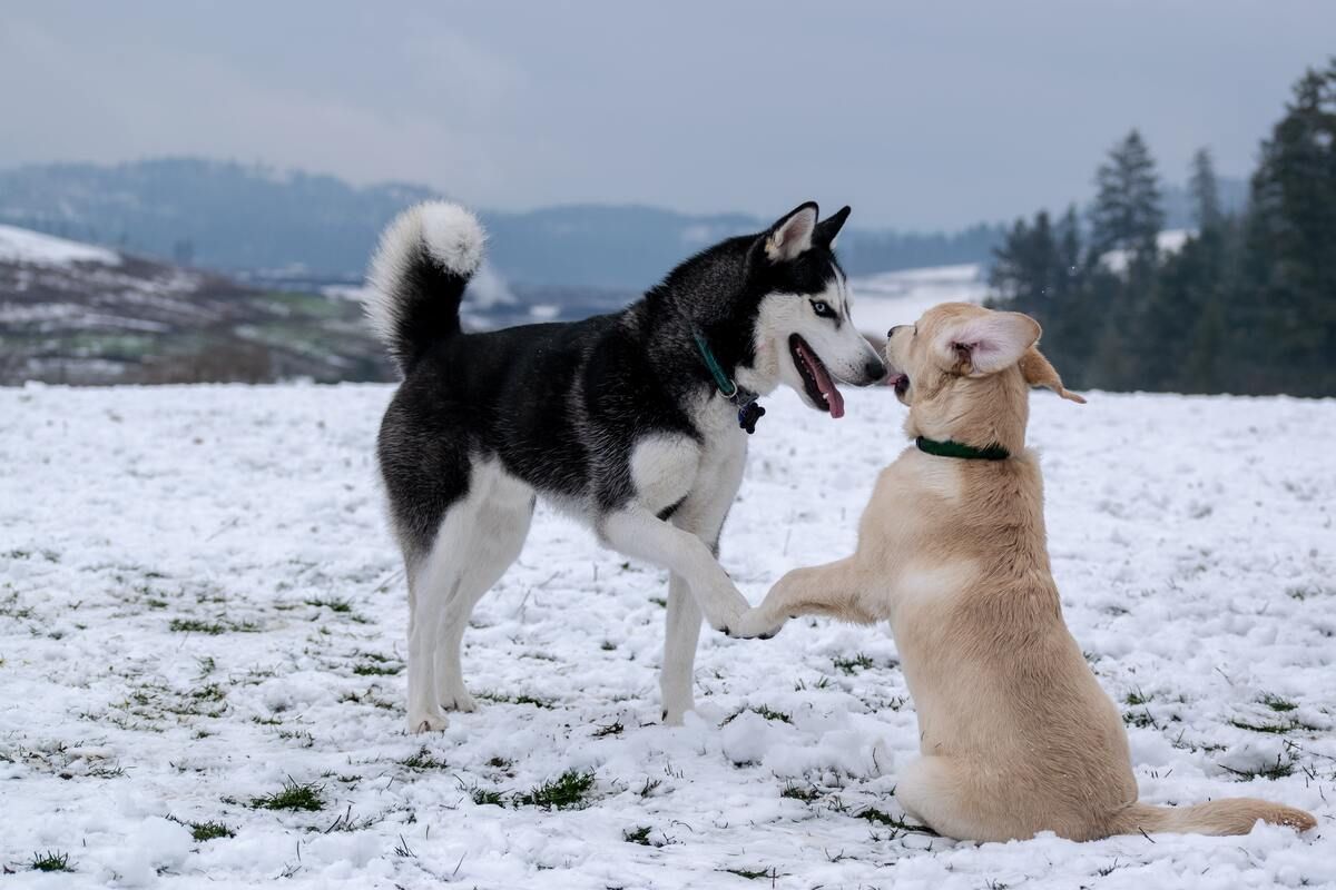 Correas de adiestramiento para perros: la mejor opción para educarles en casa