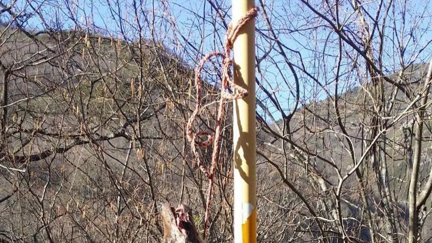 Fiscalía investigará la muerte de lobos en Asturias, según WWF