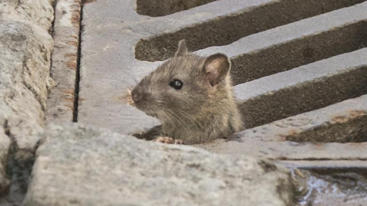 Detalle de una rata en una calle de València.