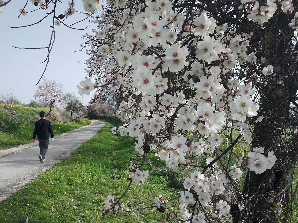 Primavera en la Subbética