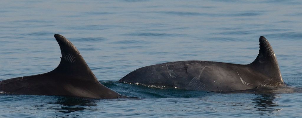 Dos de los cetáceos localizados en las expediciones participativas.